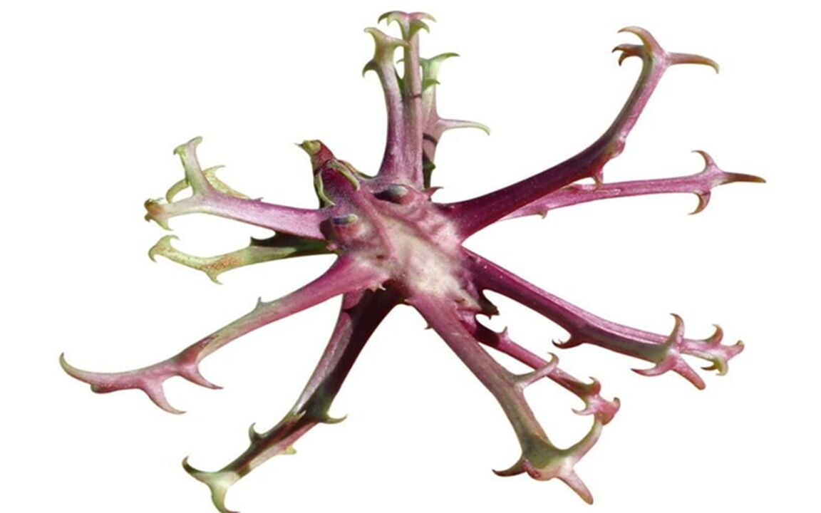 Devil claw extract in Hondrolife
